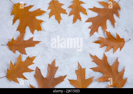Herbstlicher Hintergrund Rahmen aus trockenen Eichenblättern am grauen Betontisch. Saisonales Herbstkonzept. Speicherplatz kopieren. Draufsicht. Stockfoto