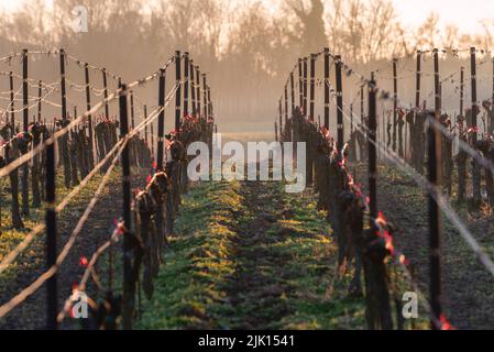 Sonnenuntergang in den Weinbergen von Franciacorta, Provinz Brescia, Lombardei, Italien, Europa Stockfoto