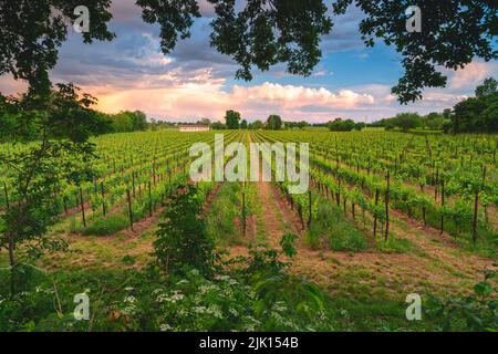 Weinberge in Franciacorta, Provinz Brescia, Lombardei, Italien, Europa Stockfoto