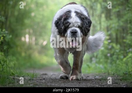 Saint Bernard Hunderasse, die in einen Wald zur Kamera läuft, Italien, Europa Stockfoto