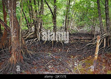 Mangrovenwald (Rhizophoraceae) sind weltweit geschützt, Palau, Mikronesien, Pazifischer Ozean, Asien Stockfoto