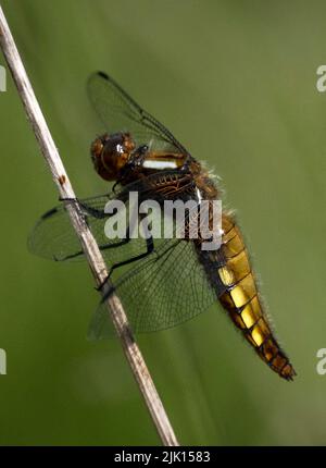 Weibliche, breitkörperige Chaser Libelle (Libellula depressa), Anderton Nature Reserve, Cheshire, England, Vereinigtes Königreich, Europa Stockfoto