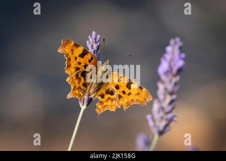 Comma Butterfly (Polygonia c-Album) über Lavender (Lavandula), Ceshire, England, Vereinigtes Königreich, Europa Stockfoto