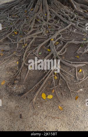 Wurzeln eines ombu (Phytolacca dioica). Stockfoto