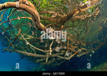 Baumschule, junger Orbischer Kardinalfisch (Sphaeramia orbicularis), der sich zwischen roten Mangrovenwurzeln (Rhizophora-Mangle), Russel-Inseln, Salomonen versteckt Stockfoto