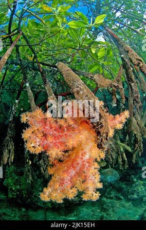 Rote Mangroven (Rhizophora Mangle), überwuchert mit Weichkorallen (Dendronephthya sp.), Mangroven sind weltweit geschützt, Russel-Inseln, Salomonen-Inseln Stockfoto