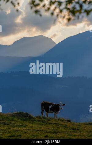 Eine vertikale Aufnahme einer Montbeliarde-Kuh, die auf einem grasbewachsenen Hügel gegen die majestätischen französischen Alpen steht Stockfoto