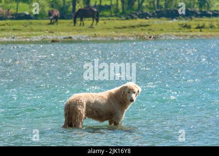 Bräunliche Haushunde im Wasser in Pahalgam, Kaschmir, Indien. Stockfoto