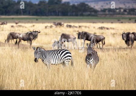 Zwei Zebras und eine kleine Herde von Gnus im Grasland der Masai Mara, Kenia. Die Herden reisen während der jährlichen großen Wanderung in die Mara, Stockfoto