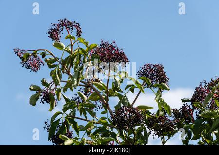 Reife Holunderbeeren Sambucus auf Ästen mit Blättern. Stockfoto