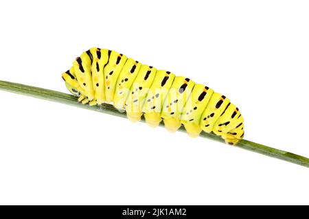 Extreme Nahaufnahme einer Schwalbenschwanz-Raupe (Papilio Machaon, Old World Swallowtail) auf einem Fenchelstiel, isoliert auf weißem Hintergrund Stockfoto