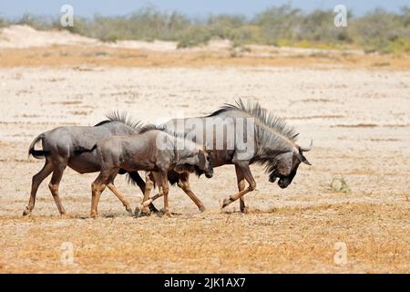 Blauer Gnus (Connochaetes taurinus) auf einer ariden Ebene, Etosha National Park, Namibia Stockfoto