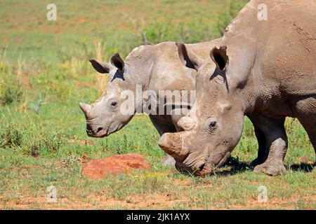 Porträt eines weißen Nashorns (Ceratotherium simum) mit Kalb, Südafrika Stockfoto