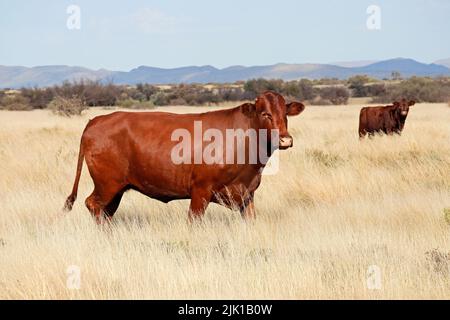 Eine Freilandkuh, die auf einem ländlichen Bauernhof in Südafrika im Grasland läuft Stockfoto