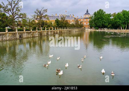 Fluss Tagus, der durch den königlichen Palast von Aranjuez mit weißen Enten im Wasser fließt. Stockfoto