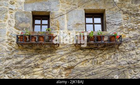 Zwei Fenster eines alten Hauses mit Blumentöpfen und efeubedeckter Wand im Winter. Stockfoto
