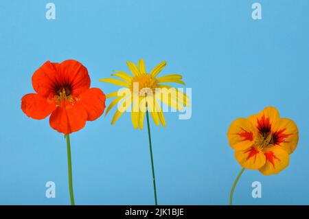 savannah Gänseblümchen und Nasturtien auf blauem Hintergrund Stockfoto