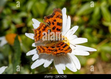 Der Comma-Schmetterling (Polygonia c-Album) ernährt sich im Sommersonnenschein von Blumen. Sussex, Großbritannien Stockfoto
