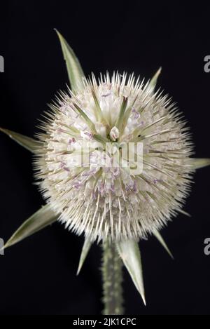 White willd Teel (Diposacus fullonum) blickt von oben auf eiförmige Blütenköpfe mit Blüten und Dornen, Juli Stockfoto