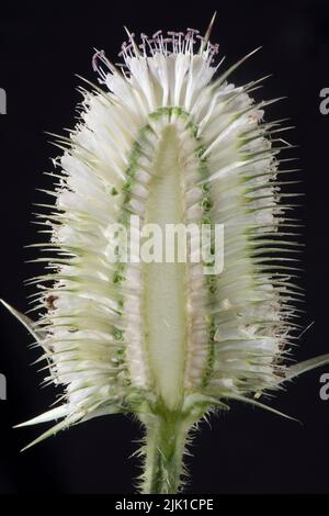 Weißer willd Teelöffel (Diposacus fullonum) Schnitt durch den Blütenkopf mit schmalen, leeren Zentralgürtel mit Blüten, die sich oben und unten öffnen, Juli Stockfoto