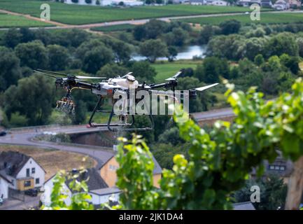 29. Juli 2022, Rheinland-Pfalz, Knüsserath: Eine Drohne, die Tonic sprüht, schwebt über einem Weinberg an einem steilen Hang. Die Drohnentechnik bietet viele Möglichkeiten für den Steilhang-Weinbau an der Mosel - vor allem in der Vereinbarkeit von Ökonomie und Ökologie., Schlossgut Liebig Foto: Harald Tittel/dpa Stockfoto