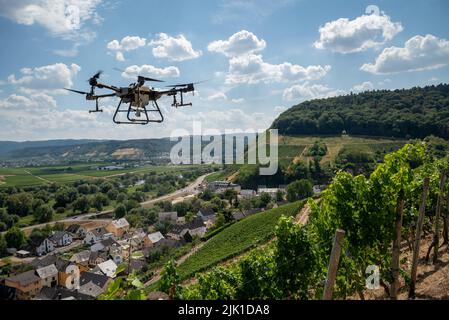 29. Juli 2022, Rheinland-Pfalz, Knüsserath: Eine Drohne sprüht Tonic über einen Weinberg an einem steilen Hang. Drohnentechnik bietet viele Möglichkeiten für den Steilhang-Weinbau an der Mosel - vor allem in der Vereinbarkeit von Ökonomie und Ökologie., Schloss Liebig Foto: Harald Tittel/dpa Stockfoto