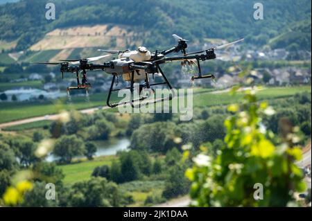 29. Juli 2022, Rheinland-Pfalz, Knüsserath: Eine Drohne sprüht Tonic über einen Weinberg an einem steilen Hang. Die Drohnentechnik bietet viele Möglichkeiten für den Steilhang-Weinbau an der Mosel - vor allem in der Vereinbarkeit von Ökonomie und Ökologie., Schlossgut Liebig Foto: Harald Tittel/dpa Stockfoto