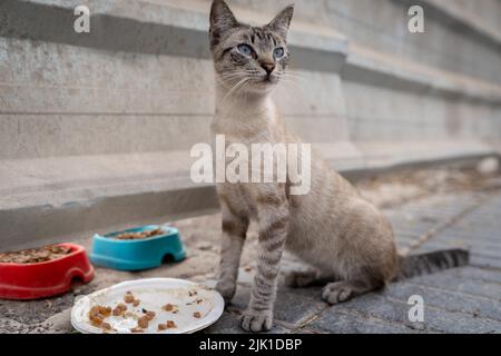 Verstreute graue Tabby-Katze mit blauen Augen, die auf der Straße isst Stockfoto