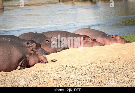 Eine Rute von Hippos ruht auf einer Sandbank im Great Ruaha River. Sie wärmen sich im Sonnenschein auf und kühlen sich im Wasser ab und nutzen so die Umgebung Stockfoto