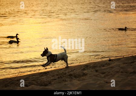 Kleiner Rüde Jack Russell Terrier Rasse hat Spaß Frolics an einem Ufer des Flusses, Meer, Ozean bei Sonnenuntergang. Ein Hund läuft, jagt, spielt mit wilder Ente Stockfoto