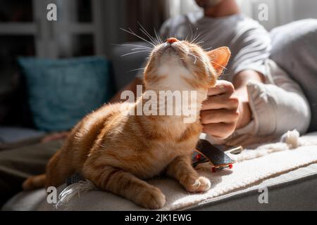 Nahaufnahme. Braun gestromte Katze mit grünen Augen genießt die Liebkosungen eines jungen Mannes Stockfoto