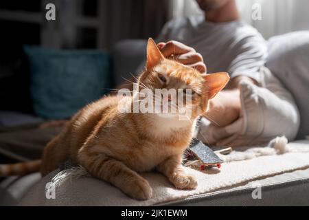 Nahaufnahme. Braun gestromte Katze mit grünen Augen genießt die Liebkosungen eines jungen Mannes Stockfoto