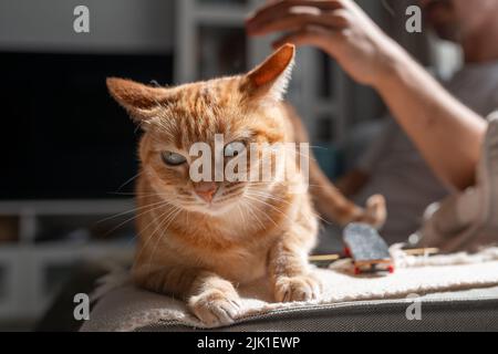 Nahaufnahme. Braun gestromte Katze mit grünen Augen genießt die Liebkosungen eines jungen Mannes Stockfoto