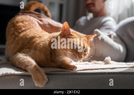 Nahaufnahme. Braun gestromte Katze mit grünen Augen genießt die Liebkosungen eines jungen Mannes Stockfoto