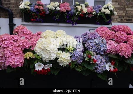 Blumen auf dem Balkon in einem typischen Londoner Haus Stockfoto
