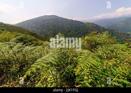 Grüne Landschaft mit Farnen im Vordergrund und Luftaufnahme des Berges. Santander. Stockfoto
