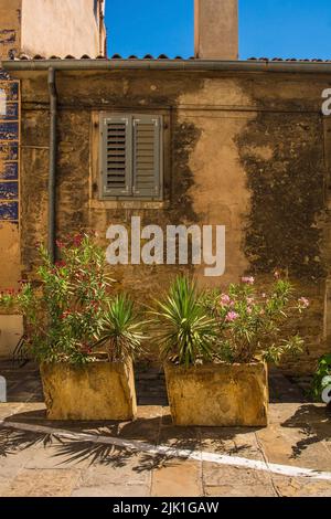 Oleander und Yuccas in Steinpflanzungen in einer Wohnstraße im historischen Zentrum von Izola an der Küste Sloweniens Stockfoto