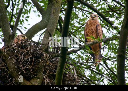 Roter Drachen (Milvus milvus), Jungvögel am Nest Heinsberg, Nordrhein-Westfalen, Deutschland Stockfoto