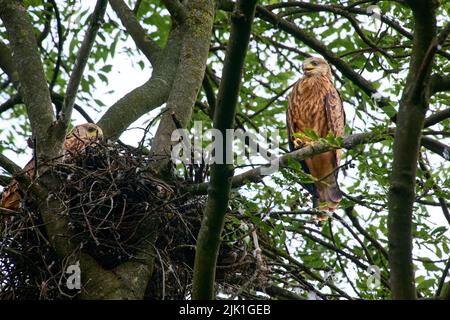 Roter Drachen (Milvus milvus), Jungvögel am Nest Heinsberg, Nordrhein-Westfalen, Deutschland Stockfoto