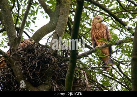 Roter Drachen (Milvus milvus), Jungvögel am Nest Heinsberg, Nordrhein-Westfalen, Deutschland Stockfoto