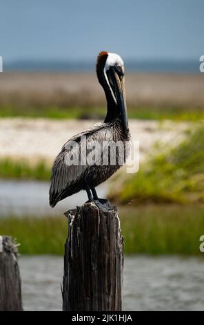 Schöner Brown Pelican im Brutgefieder, der auf Holzstapeln am Cedar Point Pier in Mobile Bay, Alabama, USA, thront Stockfoto