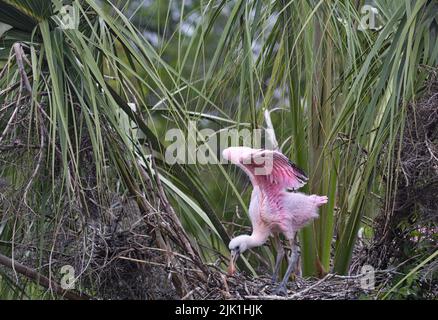 Blassrosa von Roseate Spoon-bill-Küken, die in ihrem Nest in einer Florida-Rookerie stehen, ist die Frühlingshelligkeit in ihrer natürlichen Umgebung Stockfoto