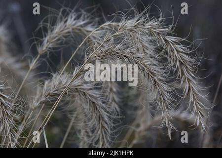 Die Köpfe der Präriegraspflanzen hängen im Herbst im Annett Nature Center in Warren County, Iowa, mit Samen belastet niedrig. Stockfoto