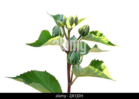 Hibiscus moscheutos Knospen isoliert auf weißem Hintergrund Stockfoto