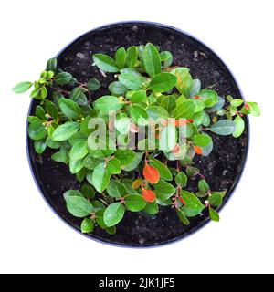 Gaultheria Pflanze in Topf isoliert auf weißem Hintergrund Stockfoto