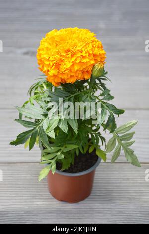 Orange Ringelblume Pflanze im Topf Stockfoto