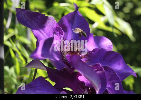 Eine Hummel, die zu einer violetten Clematis (Clematis viticella) fliegt Stockfoto