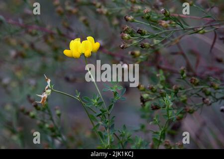 Eine einzelne Butterblume verstärkt die Farbe des Herbstes im Annett Nature Center in Warren County, Iowa. Stockfoto