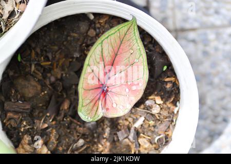 Caladium, Caladium Bicolor Vent oder Caladium Bicolor oder Caladium sp Mingmongkon und Regentropfen oder Tautropfen Stockfoto