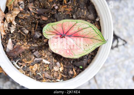 Caladium, Caladium Bicolor Vent oder Caladium Bicolor oder Caladium sp Mingmongkon und Regentropfen oder Tautropfen Stockfoto